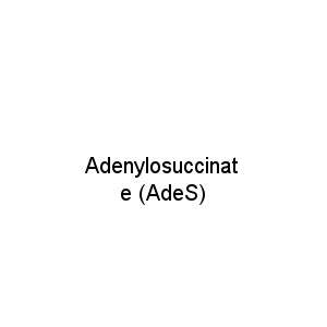Adenylosuccinate (AdeS)